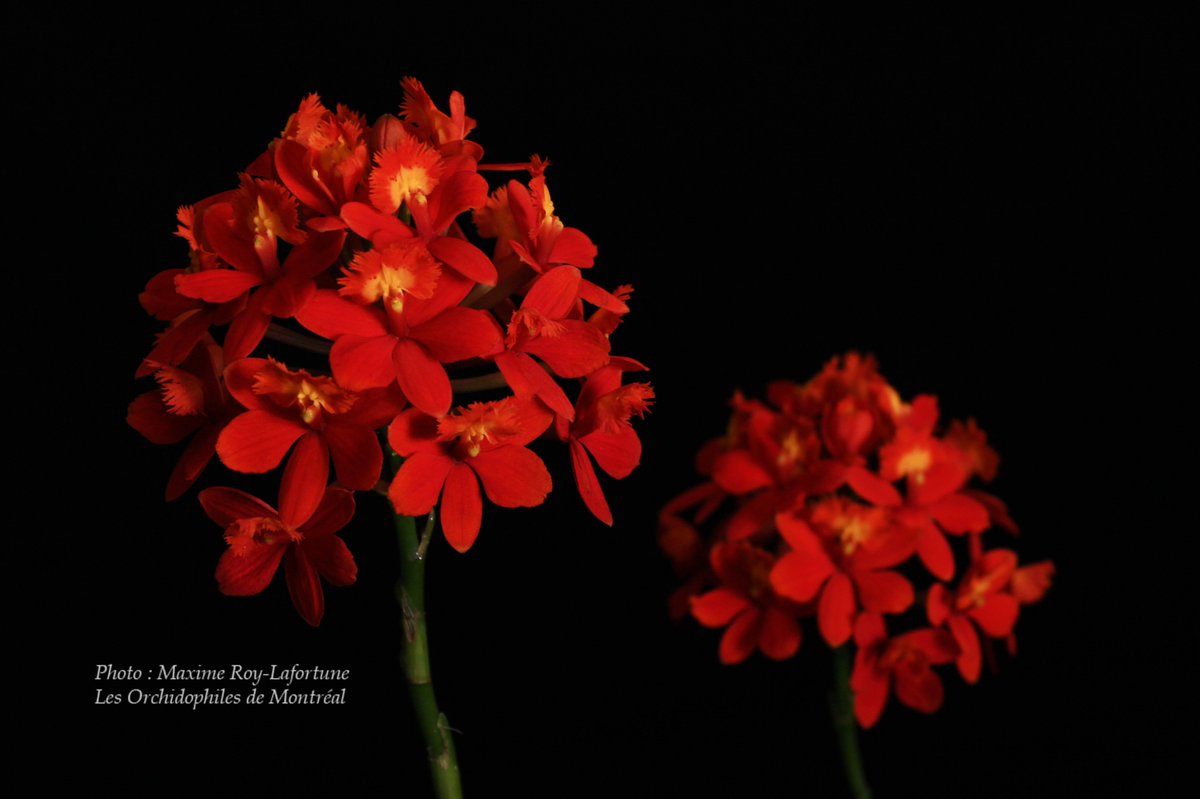 OdMorchid's tweet photo. #RéunionOdM Mars / March #OdMmeeting 
#Orchidée des menbres /  Member's #orchid
#orchidophilesmontreal #Photo #Pic #flower #fleur #mtl #Red https://t.co/7mXXO7ypuR