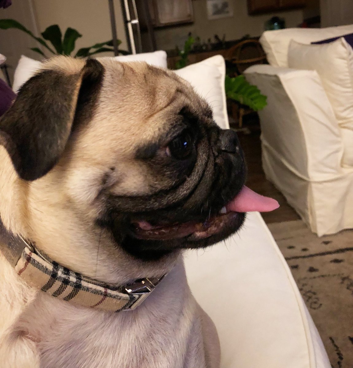 mateospug's tweet photo. A Greek funny profile pic! ๐
#MateoThePug #1yearold #fawnpug #pug #pugs #pugspot #pugsworld #carlino #pugsofinstagram #puglife #pugpuppy #puglove #pugscute #cutenesspug #pugmania #puglover #pugsoftexas #pugsofaustin #carlino #pugstagram #carlinosininstagram #obssesedwithpugs https://t.co/4GXCHJNABs