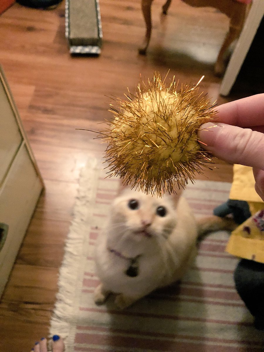 peepee the cat tweet media