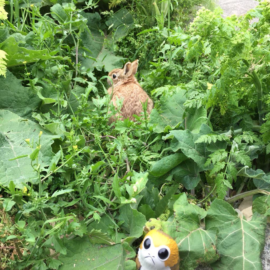 MiCorazonMiAmor's tweet photo. All the Porgs out to visit @Cloudburst_Brew for the collab release with @GreatNotionPDX #adventuresofporg #porgalert #porglife #beerporg #porgnation #porgstagram #porgsinpublicplaces #pnwbeer #porgs #seattlebeer #beercollab #cascadiabeer #Funko #craftbeer #WABL #CountPorg https://t.co/hKU76Lryzi