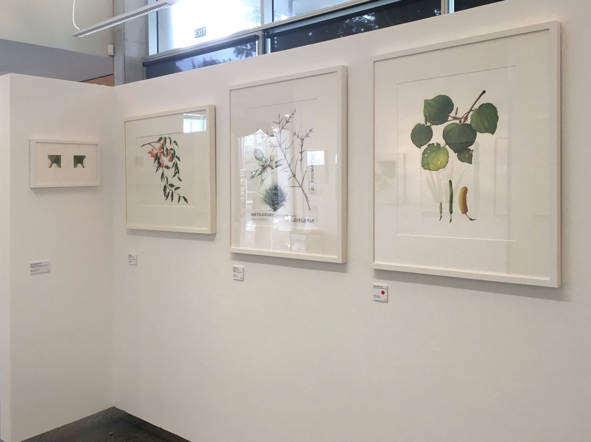 JennyHaslimeier's tweet photo. Happy ‘Worldwide Botanical Art Day’ from Auckland, New Zealand! It was lovely to meet so many of the artists today and see all the amazing work in person!
...
#art #artist #botanical #botanicalillustration #botanicalartist #artwork https://t.co/116kxCPq14