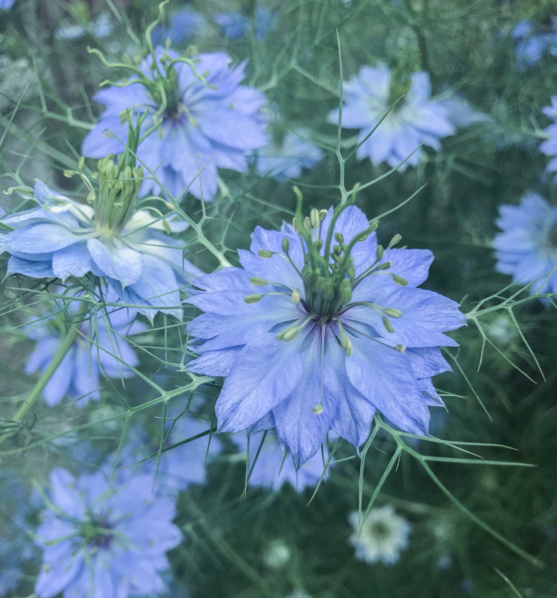 تويتر ぱく على تويتر 初夏に咲くコスモスみたいな青い花 ニゲラというお名前らしい 好きな花が増えて嬉しい T Co Vpz1z0cc7r