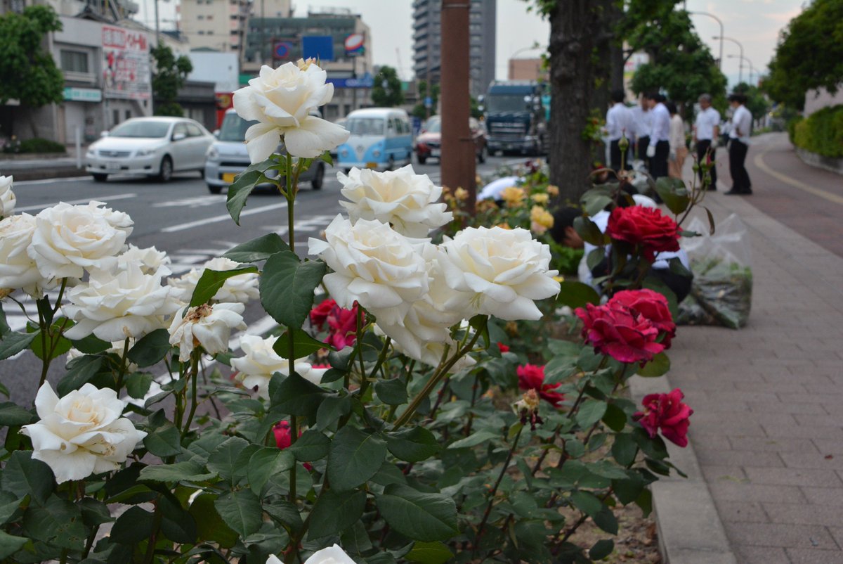 福山市 公式 いよいよ明日 福山ばら祭 今週末１９日 土 ２０日 日 開催の福山ばら祭 綺麗なばらを見ていただけるよう通りに面した花壇をキレイに 会場の準備も進んでいます 多くの人にお越しいただけることをお待ちしています T