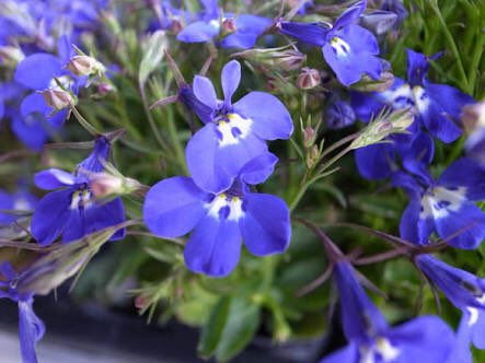 越山嘉祈 この花はロベリア 7 5の誕生花です 見た目の らしさ も気に入っているんですが 花言葉が謙遜 譲る心 そして敵意だそうで いろいろと思う所があるのですよ まぁ7月にしたのも5日にしたのも他にも理由はあるんですがね