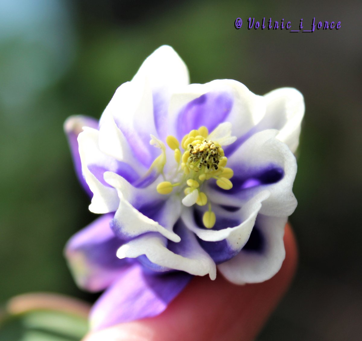 Vtifカスタマイズ No Twitter 一つ一つの花は結構小さいんだけど とてもとても艶やかな苧環 オダマキ さん 4月に撮影 5月18日 誕生花の一つ オダマキ 花言葉の中から 必ず手に入れる 勝利 素直