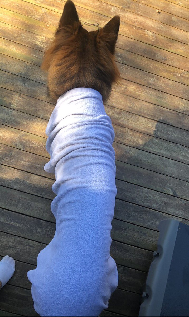 martineespe's tweet photo. Just realized how fluffy my dog is https://t.co/UJySrUxSO6