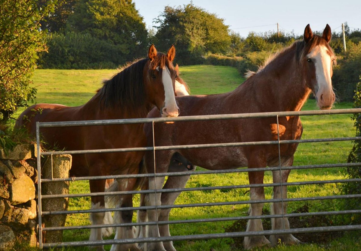 WeAcceptPets's tweet photo. Treat your horse to a holiday at Lowertown Farm Bed and Breakfast!
https://t.co/4S0ocM9sHO
#Poundsgate #Devon #Dartmoor #England #Holiday #Travel #HorseRiding #Nature #Explore #Discover #BedandBreakfast https://t.co/dEFgEg9Qpa