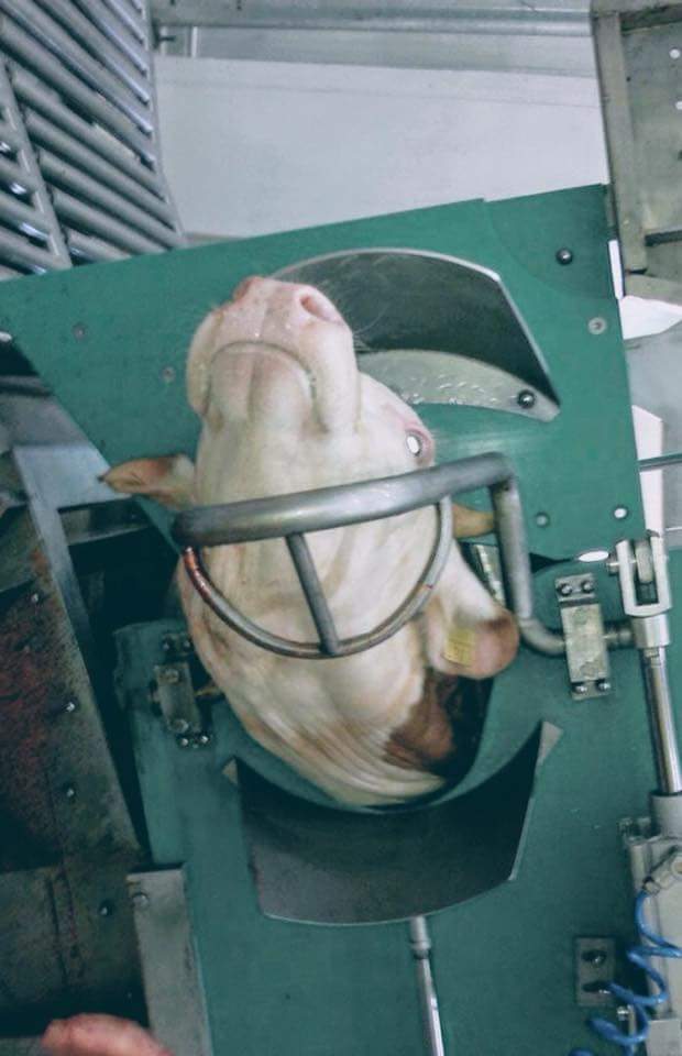 sangesnicola's tweet photo. Una delle pratiche più cruente e atroci dell’industria della carne dietro ai sipari dei mattatoi, tanto nessuno vede!!
La verità è che in molti fanno finta di non vedere.... https://t.co/q7qNk5bMja