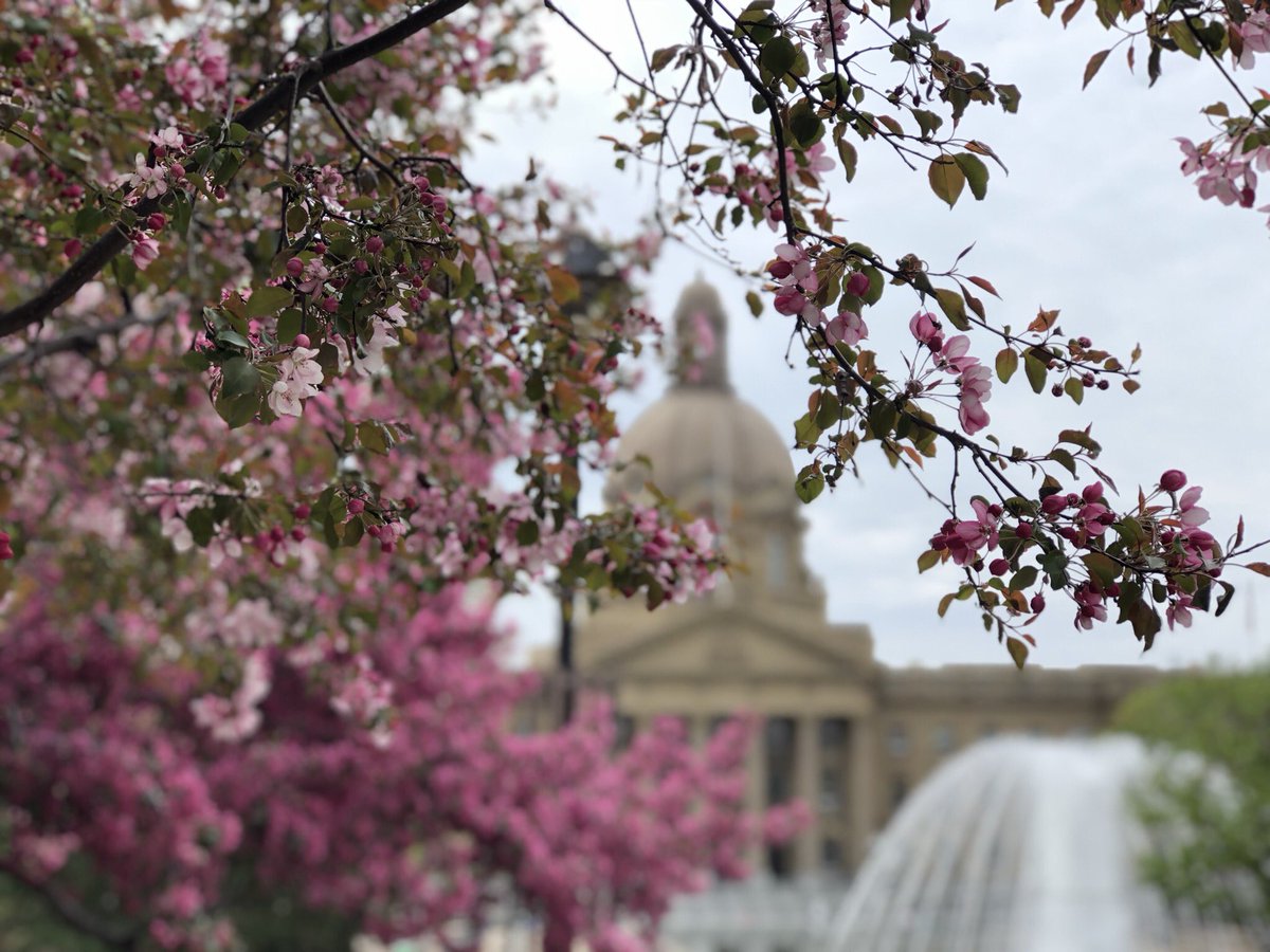 Spring is definitely in full bloom. 🌸✨🏛 #yeg #yeggers #yegphotography #yegdt #yegwx #ExploreEdmonton #legislature #yegled #explorealberta #exploreyeg #EdmontonViews @yeggers_ @ExploreEdmonton