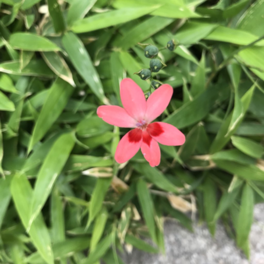 Ichiro Mizuki Twitter ನಲ ಲ 道端でたった一輪咲いていた花 名前はヒメヒオウギ 小さくてとても可愛い花です 花言葉は 歓喜 青春の喜び 楽しい思い出 強い心 など ヒメヒオウギ 道端に咲いていた花 水木一郎
