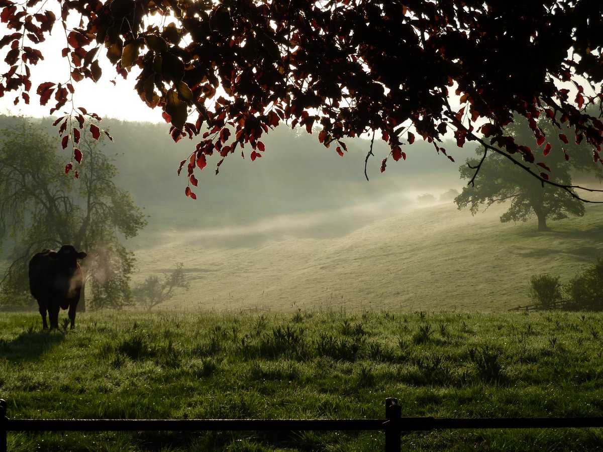CliveRhymester's tweet photo. Cows in the morning mist. The valley looking atmospheric this morning @#northyorksweather #jules #kenmonkman #richsmith https://t.co/EWR3EOZhCL