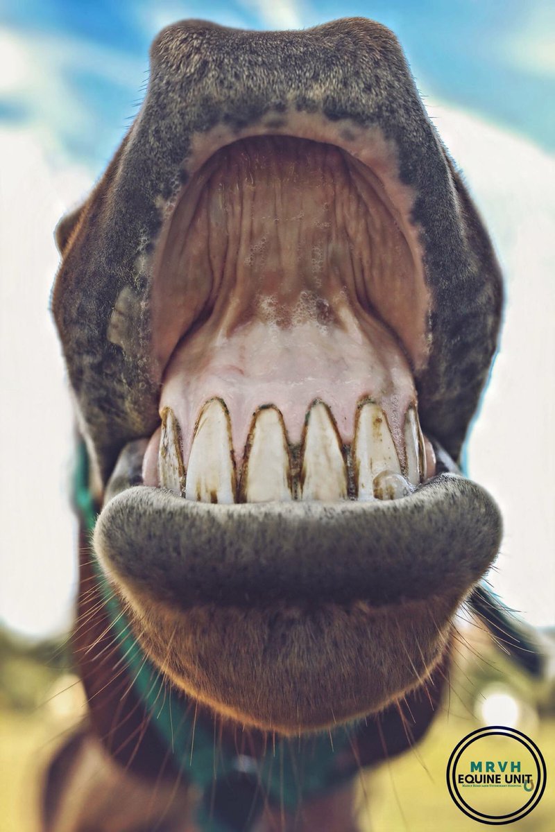 manlyroadvet's tweet photo. Happy Friday everyone! Count Dracula is pretty excited! #friday #Smile #showyateeth #smileenvy #manlyroadvet #equineunit #equinevet #veterinarylife https://t.co/HBB7lvypS5