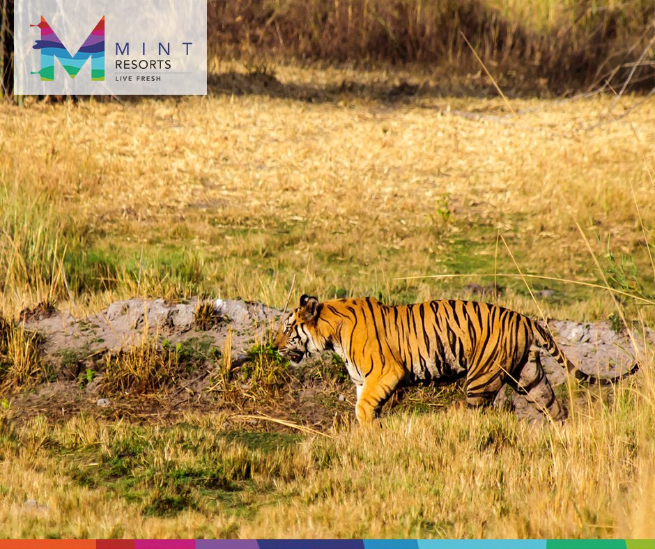 Mint Hotels Resorts On Twitter Experience Bandhavgarh At - 