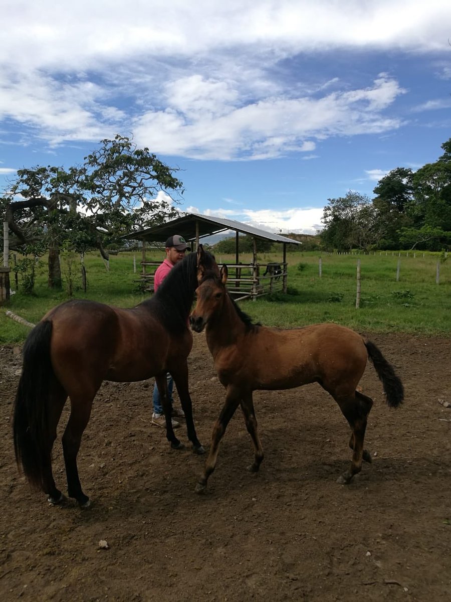 leofama27's tweet photo. Potranca hija de ónix y potro hijo de elegido de la Virginia 🐴🐴🐴 https://t.co/8Pm6ZQUKGg