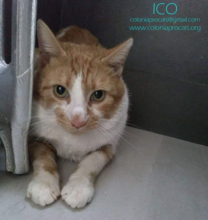 Colonia_Procats's tweet photo. ICO, + a #inmuno busca #adpcion en #Madrid 
Nuestro peque necesita ir a una casita dnd le puedan dedicar tiempo para su #adaptacion y haya algún otro #gato , pues es muy sumiso y tranquilo con ellos. Actualmente está #acogido con 1 gato adulto doble -
coloniaprocats@gmail.com https://t.co/XF3E6VuA0P