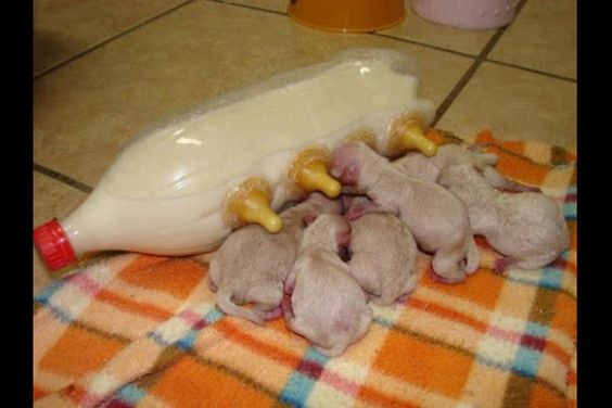 ট ইট র デザイン アイディアの目 スマホケース販売中 犬用哺乳瓶 T Co Ovha9a608o