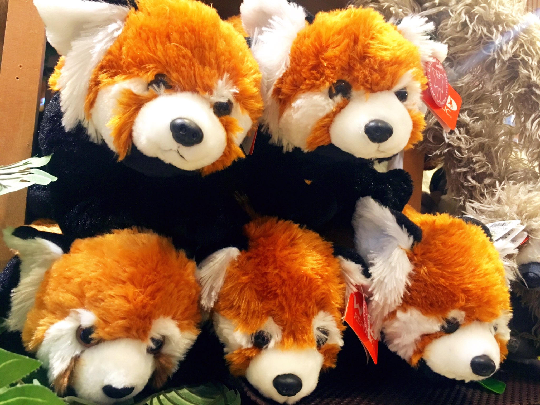 円山動物園オフィシャルショップ (@kidspromotion) / X