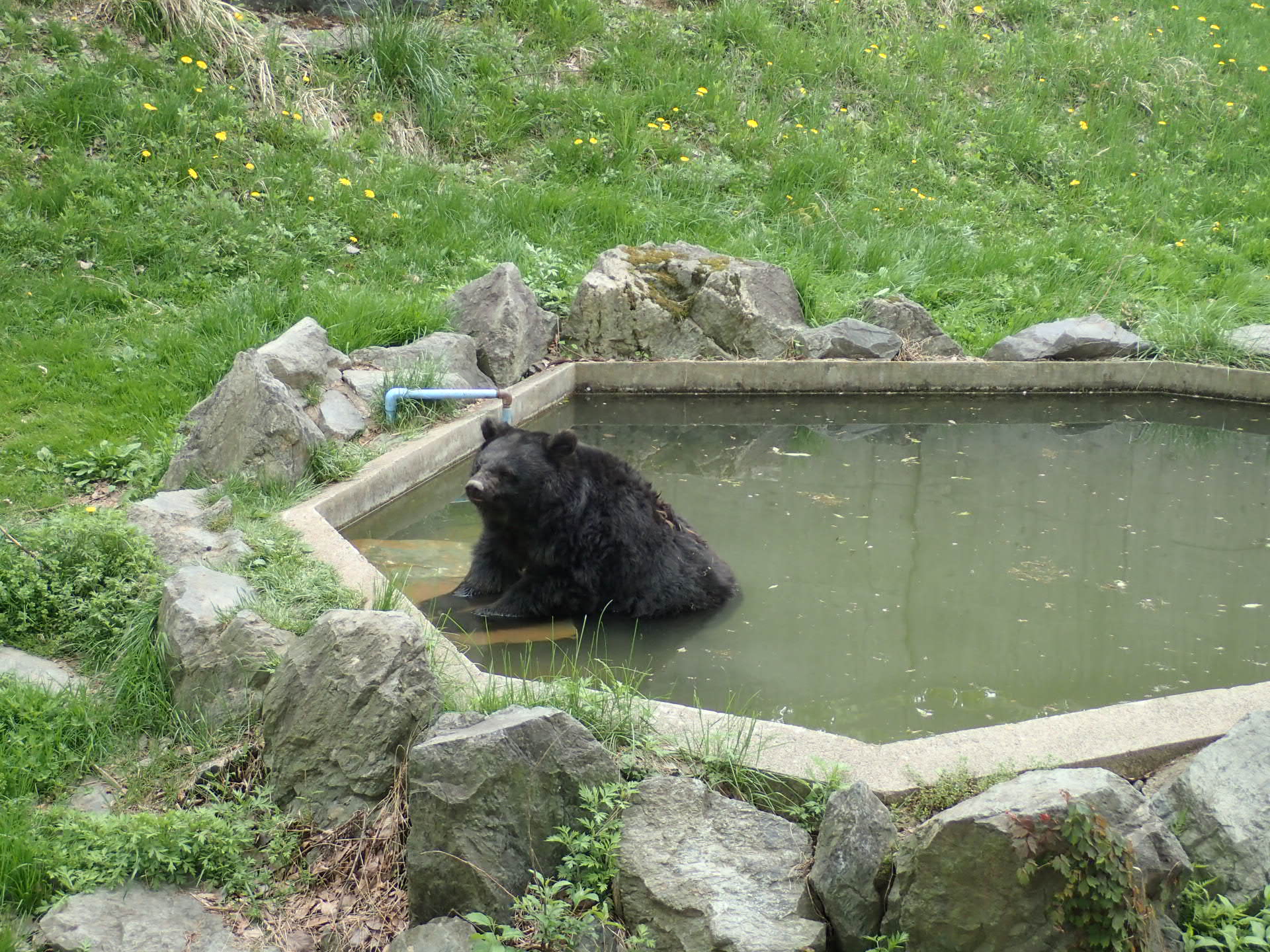 盛岡市動物公園 Zoomo Twitterissa ツキノワグマがプールに入っていました ゆったりお風呂につかるように 暖かい日でしたが それでもまだ気が早いのでは と思い 見ているほうが少し寒くなりました Https T Co Bjmg8quczy Twitter