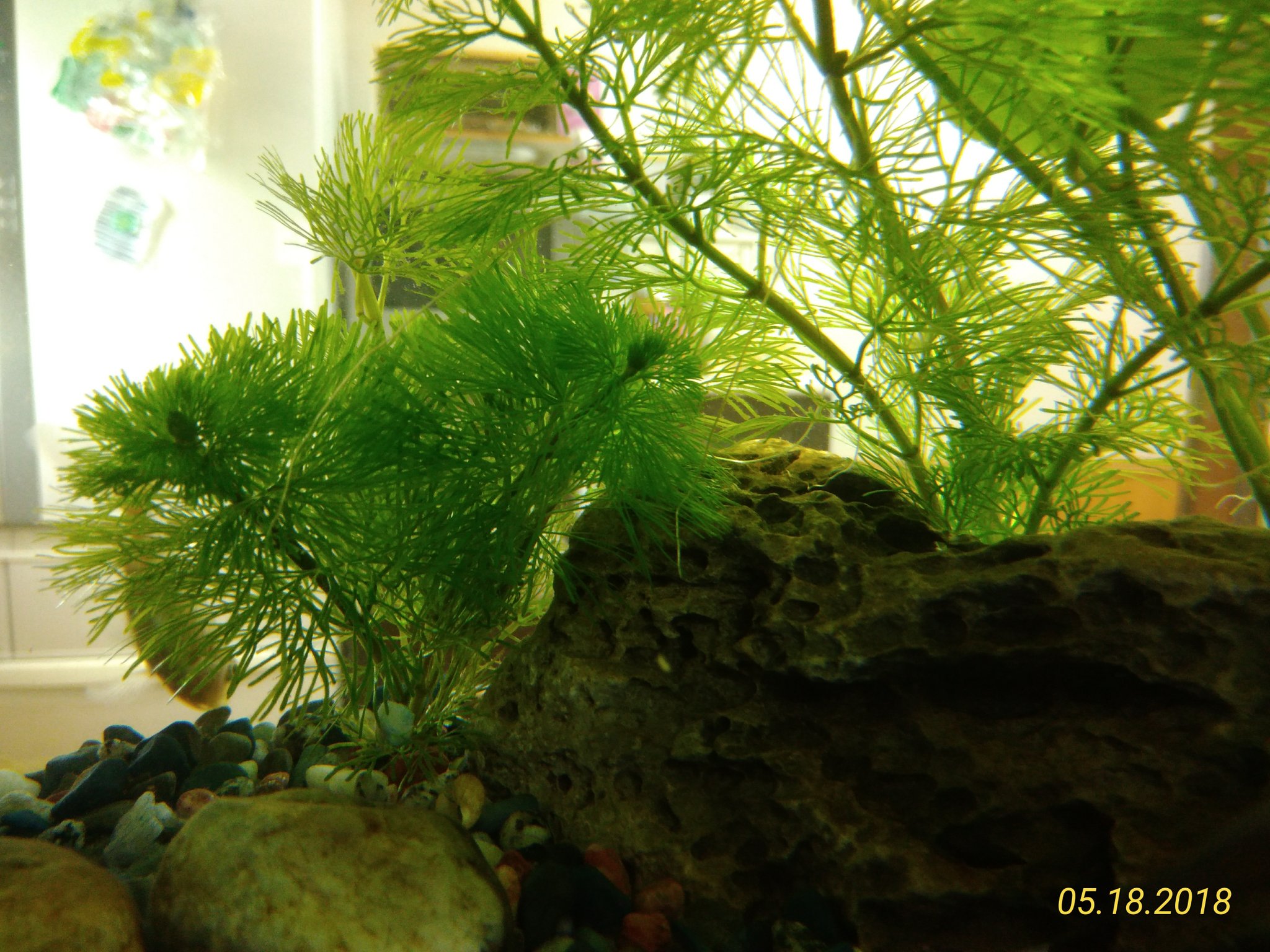 Uzivatel むくうじ Na Twitteru 金魚水槽のカボンバからヒョロ っとしたものが伸びてきた これは 根 T Co L8o6nwcco0 Twitter