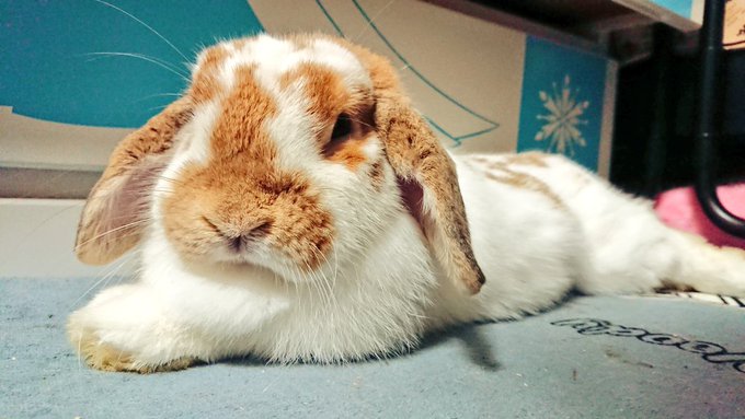 映画ピーターラビット公開だけどうちのこもかわいいからみてのtwitterイラスト検索結果