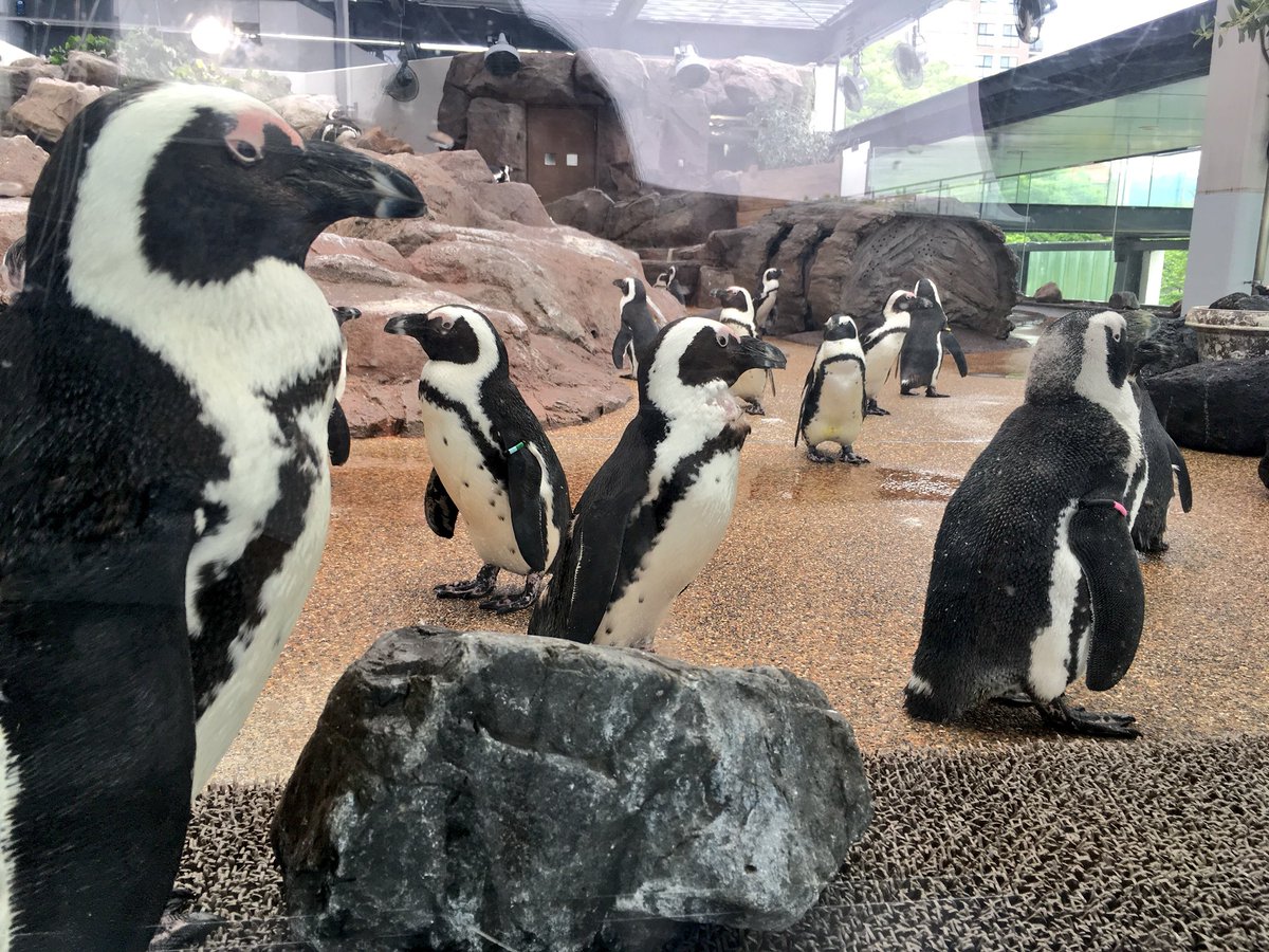 ペンギンのこの、ただただ漫然と集まって、ただただボーーー…ッとしてる感じ好きやわぁ 