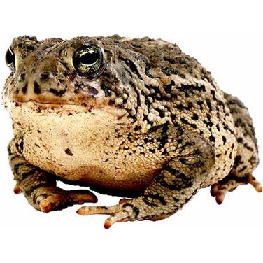 CarperEarnest's tweet photo. Here we have a fucking horrible, grovelling Toad. Or as the BBC refers to him, Royal Correspondent, Nicholas Witchell. #RoyalWedding2018 https://t.co/h0Oh9UnOQs