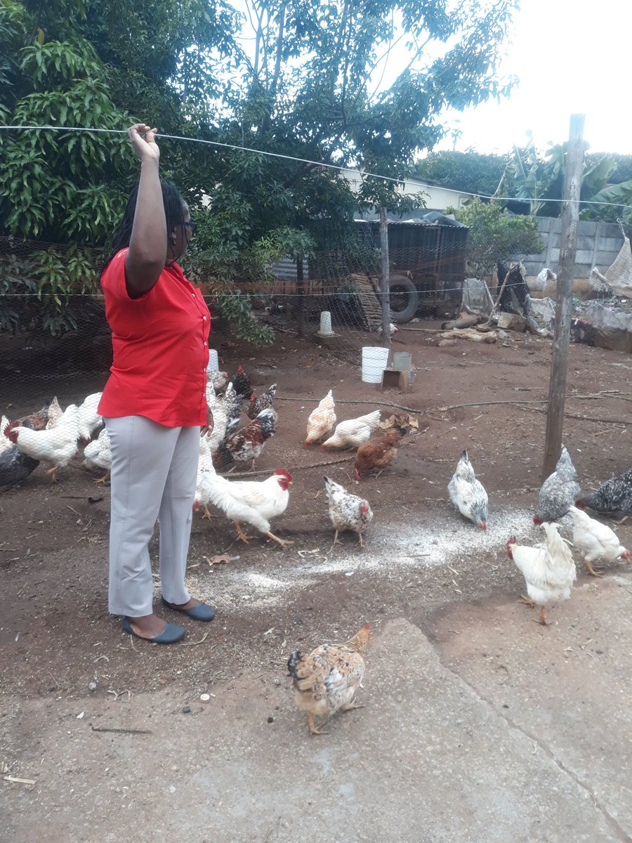 RMajongwe's tweet image. PTUZ Chicken Project to empower women teachers taking shape as beneficiaries start enjoying the returns.
@Elizabeth_Bereh 
@PortiaKaja 
@NASUWT 
@OfficialBOSETU 
@mimmitwit 
@preshyzim 
@Connmwanawashe 
@EstoneMatthews 
@nyashaneta @larry_moyo 
@cgmusembwa