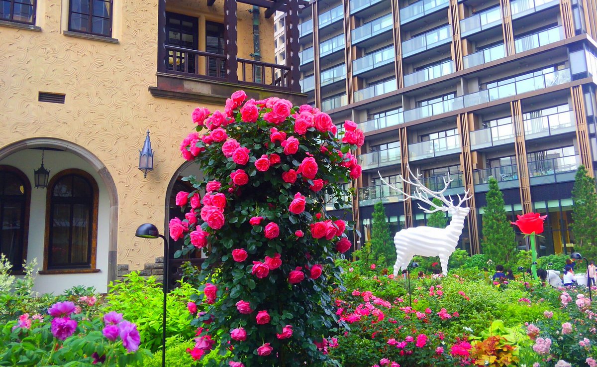 yamamorimai's tweet photo. 【#ROSEWEEK2018】
#TOKYOGARDENTERRACE #紀尾井町 https://t.co/p1WYYtfjVE