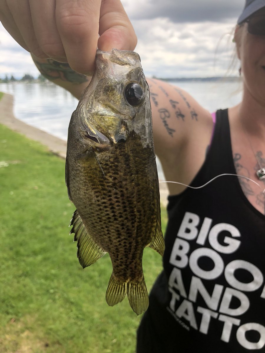 jamescara75's tweet photo. Successful day 🎣 #girlsthatfish #happyday #smallmouthbass #laketapps #washingtonfish #fenwickpark https://t.co/ZlNjx80N2U