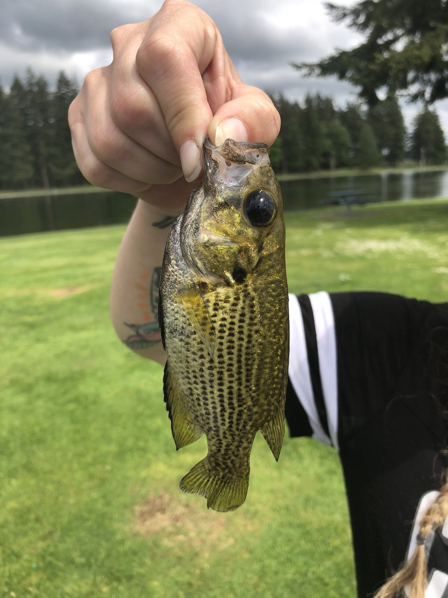 jamescara75's tweet photo. Successful day 🎣 #girlsthatfish #happyday #smallmouthbass #laketapps #washingtonfish #fenwickpark https://t.co/ZlNjx80N2U
