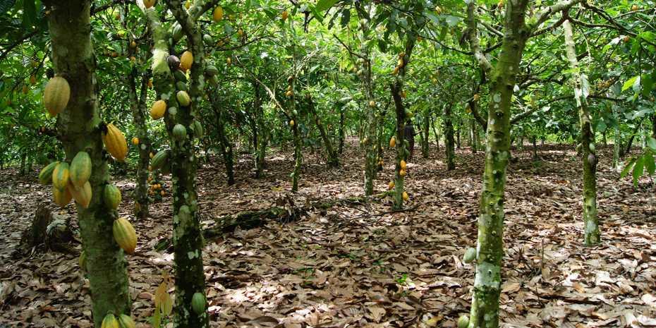 The demand for chocolate and thus for #cocoa keeps rising. An ETH study shows what shade trees can contribute to a more sustainable #AgriculturalPractices. #CocoaCultivation
ethz.ch/en/news-and-ev…