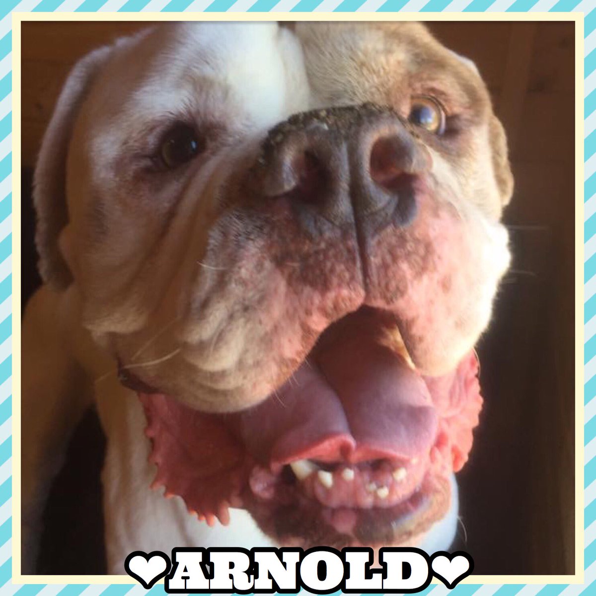 #dotd Is new boy Arnold 😍 He’s a 5y old American bulldog who’s super friendly and knows basic commands. What a cutie! 🐾 #adoptme #AdoptADog #Yorkshire #RescueDogsUK #dogtweets #americanbully #GiveADogAhome #rescuedog #Bulldogs