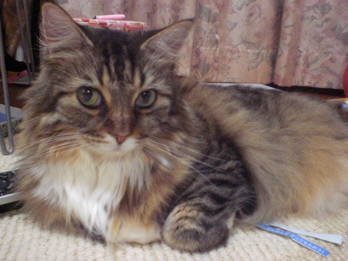 これ見た人は子猫が成長した画像貼れ ノルウェージャン メインクーン編 2ページ目 Togetter これ見た人は子猫が成長した画像貼れ ノルウェージャン メインクーン編 2ページ目 Togetter