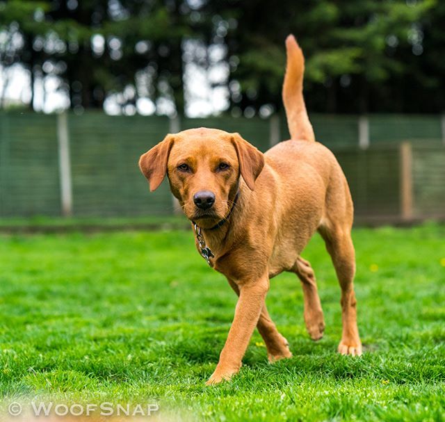 WoofGroup's tweet image. Yay it's Friday!! Sky says hi 😉