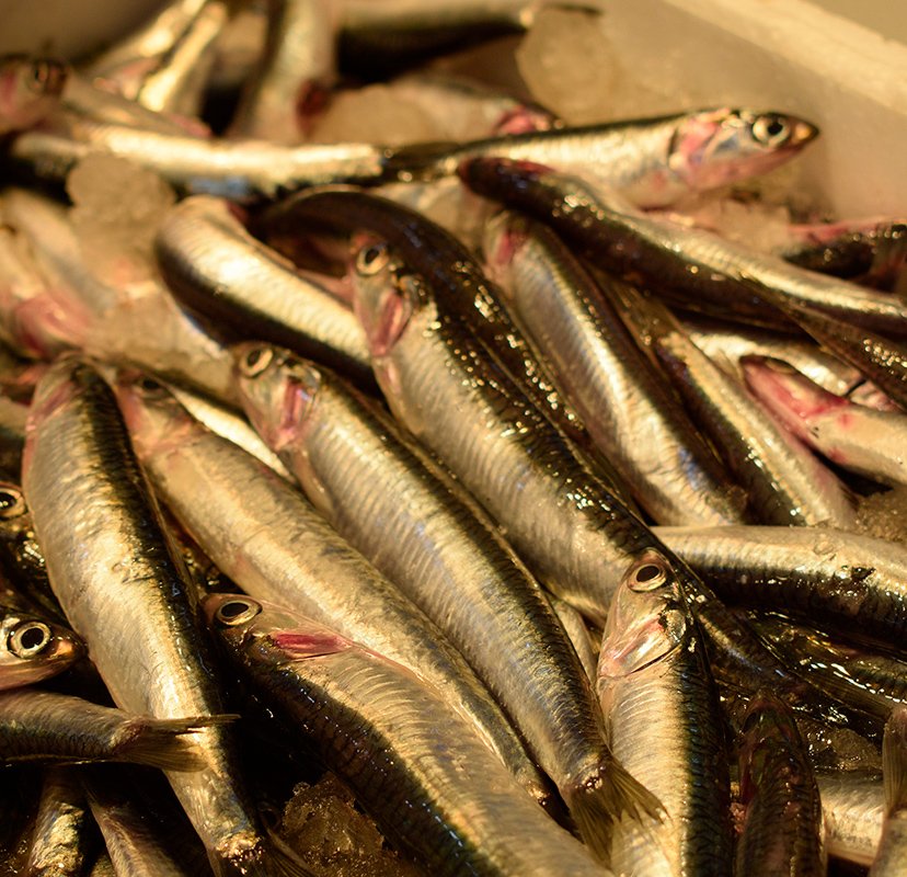 SolanLyD's tweet photo. Comienza el fin de semana de la mejor manera. Llámanos y te haremos llegar el mejor pescado fresco de mar para que no te falte de nada. ¡Feliz viernes! #solan #viernes #seafood #logisticaydistribuciones https://t.co/t3hiEy0gmd