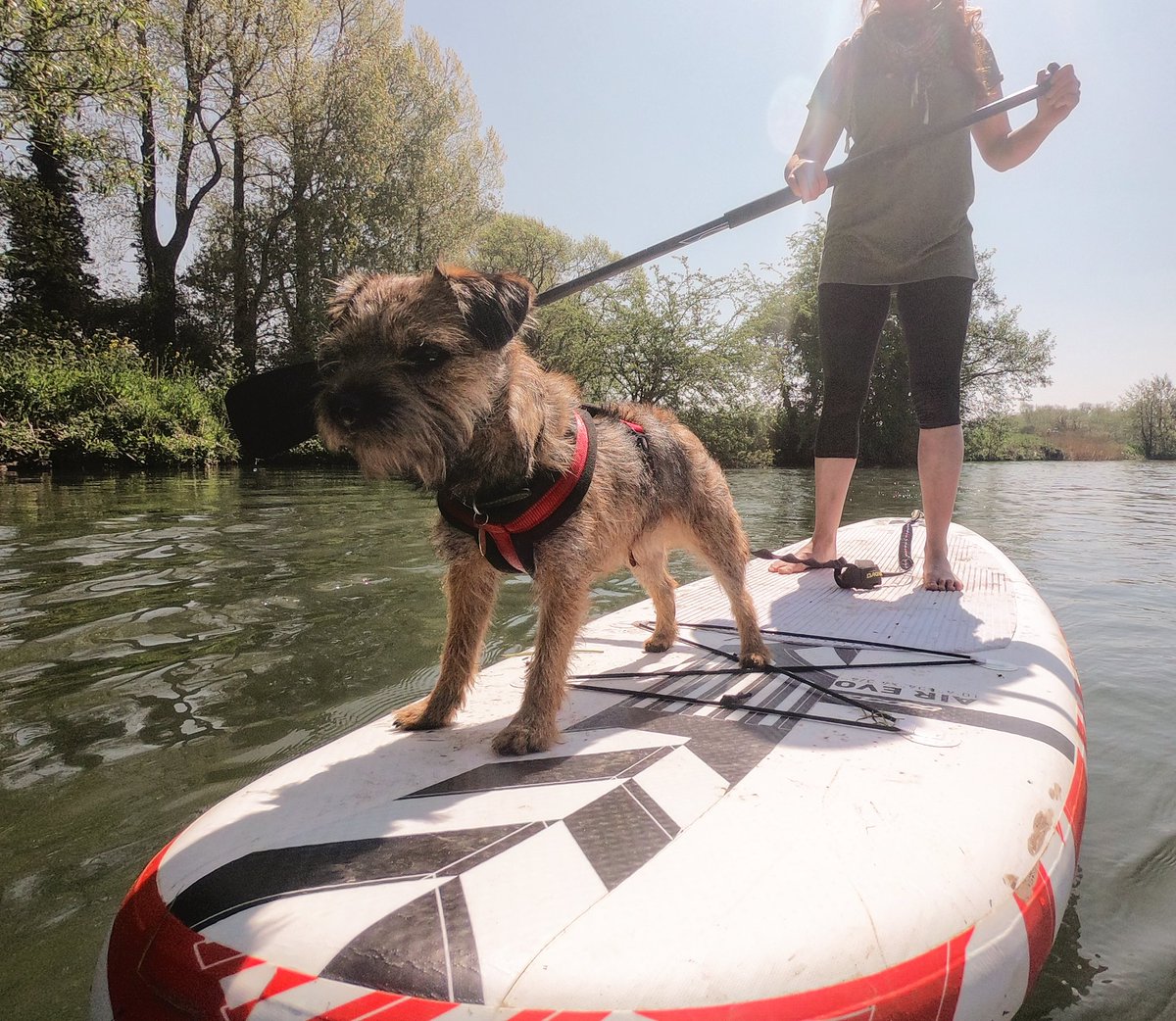 Wookie has been loving life as a StandUp PaddleBorder #ItsaDogsLife