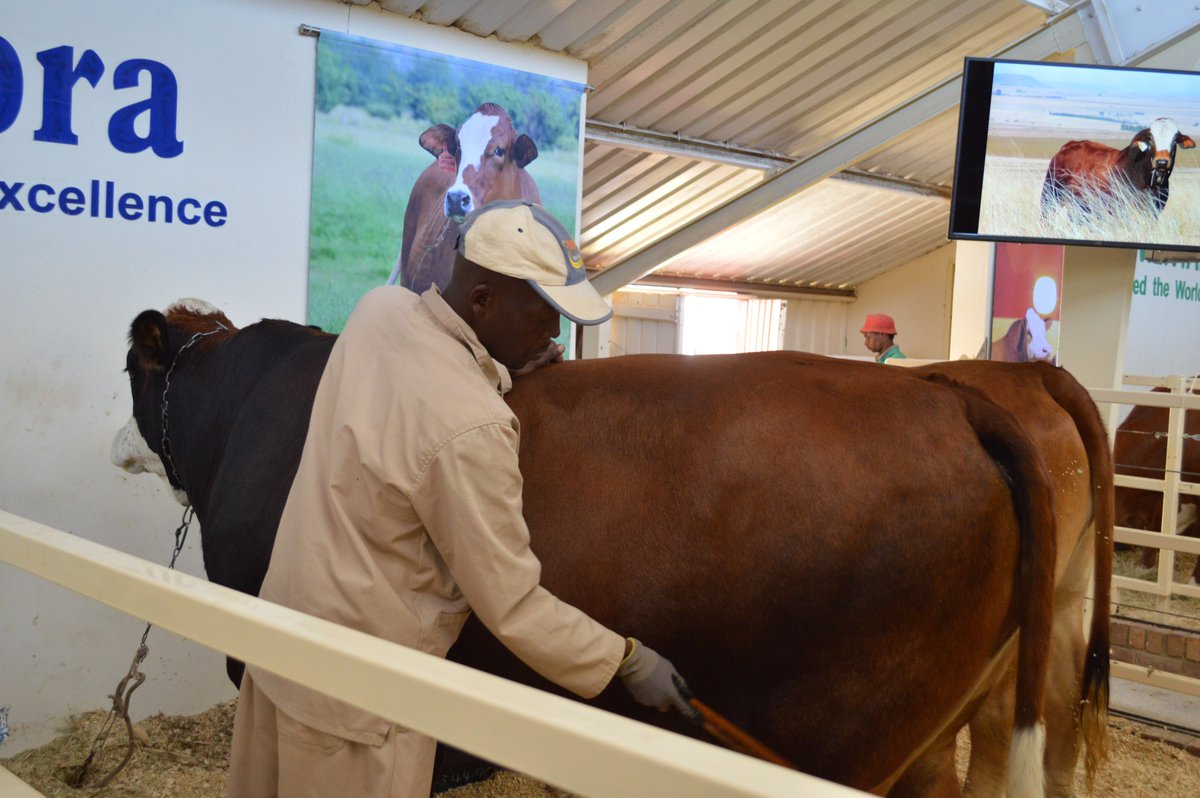 SimbraZA's tweet photo. It's Friday! Last day to visit us in the Cattle Complex at #NAMPO2018. #Simbra #TheLandOfSimbra #BeefUpYourFarm #Since1987 #CompleteAllrounder https://t.co/NMQ57ZJSDq