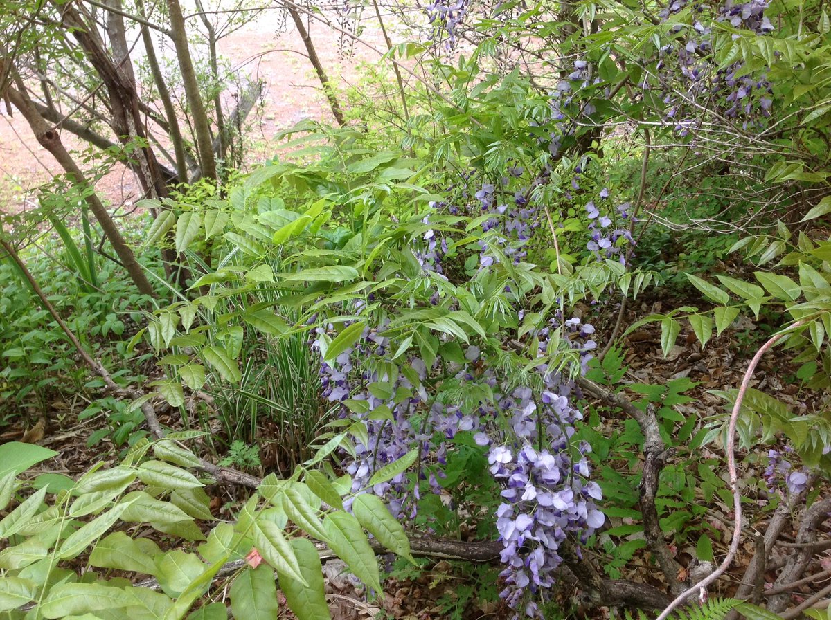 魁栴龍 Pa Twitter 今年はお庭に訪れる鹿が少なく お庭の藤も花芽を食べられる事なく綺麗に咲きました 嬉しい様な少し寂しいような 冬の間雪に埋もれていた小さな坪庭 中庭 もお友達のお力をお借りして遅い春の装いとなりました 藤 ファインダーの越しの私