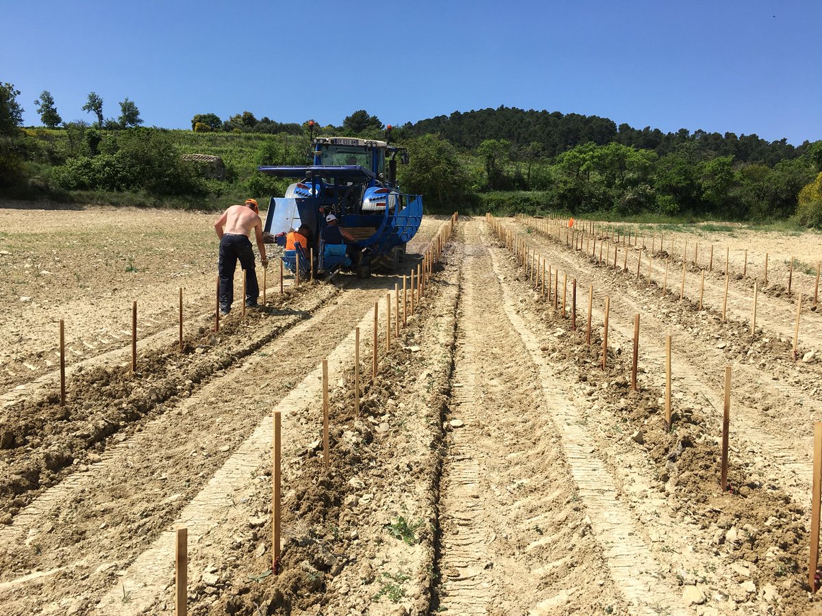 PieLoubie's tweet photo. Après les blancs, les rouges : syrah et mourvèdre au programme, sans oublier quelques viogniers pour une cuvée de rouge un peu particulière... https://t.co/e22RhMRn4w