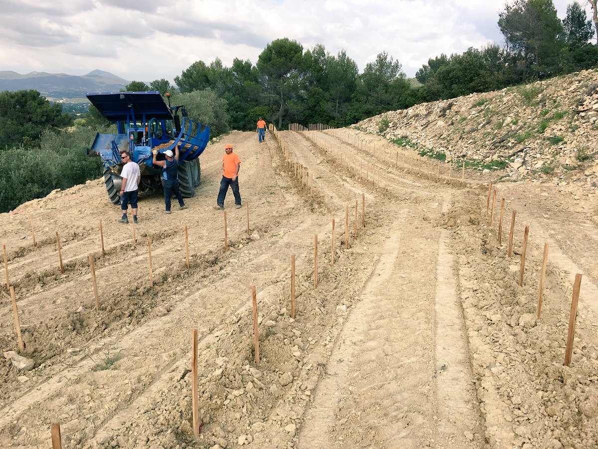 PieLoubie's tweet photo. Après les blancs, les rouges : syrah et mourvèdre au programme, sans oublier quelques viogniers pour une cuvée de rouge un peu particulière... https://t.co/e22RhMRn4w