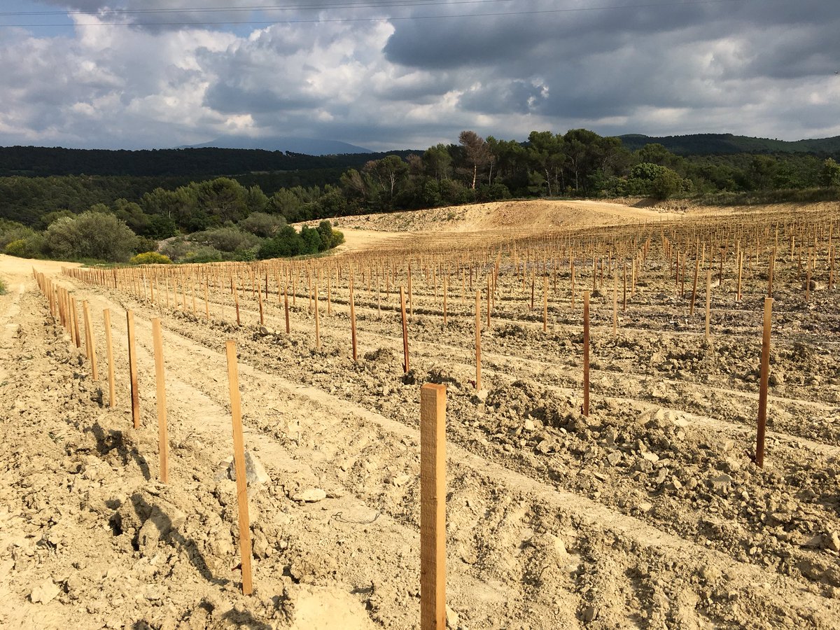 PieLoubie's tweet photo. Après les blancs, les rouges : syrah et mourvèdre au programme, sans oublier quelques viogniers pour une cuvée de rouge un peu particulière... https://t.co/e22RhMRn4w