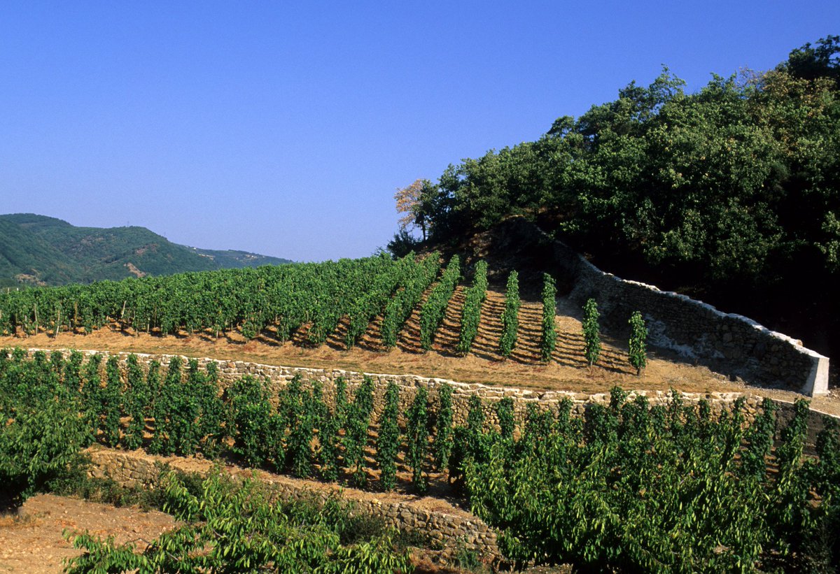 CaveFayolleFetF's tweet photo. Notre terroir atypique fait la réputation de nos #vins, notamment la sélection #parcellaire #cave #cavefayolle #drôme #crozes #hermitage #coteaux
crédit photo : @CaveFayolleFetF https://t.co/5xb3cRdkYk