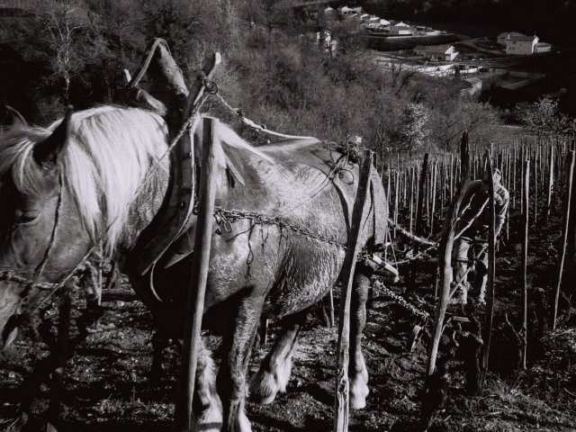 CaveFayolleFetF's tweet photo. Notre terroir atypique fait la réputation de nos #vins, notamment la sélection #parcellaire #cave #cavefayolle #drôme #crozes #hermitage #coteaux
crédit photo : @CaveFayolleFetF https://t.co/5xb3cRdkYk