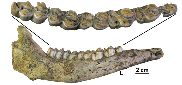 AsierGOlivencia's tweet photo. #FossilFriday @jorios
Elur-oreinak Iberiar penintsulan: baraila (#Arlanpe, #Basque_Country)
Reindeer in the Iberian peninsula. Mandible from #Arlanpe, #Basque_Country
Renos en la península ibérica.
https://t.co/EAOU4zCqnl https://t.co/ablGYiZKrK