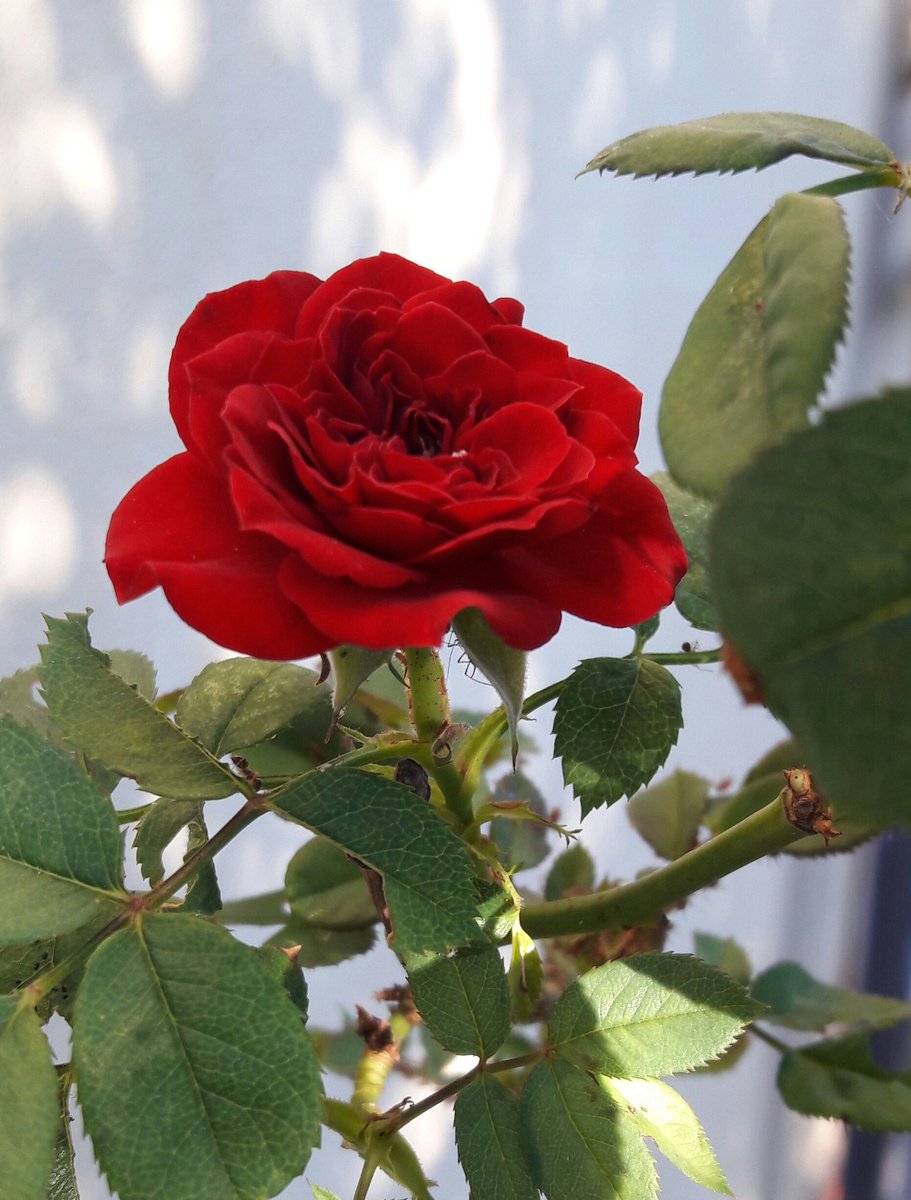 FRuighi's tweet photo. #lipogiro #scritturebrevi 
@paolaxmi

#reciso /D
C'è riso
Venere
Milo
Limo
Serratura
#forzatura 
Forza ! Tira ...
Forte
Profumo
Rose
#innesto
Senti ... NO!
Rifiuto
Netto 🔃

Buongiorno #lipogiranti 😀 https://t.co/xMTH9gyg4j
