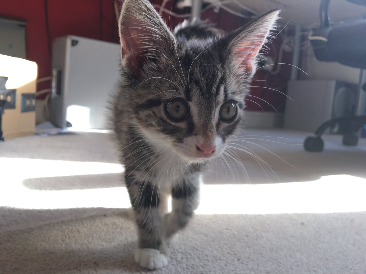 My Kitten Arthas looking “innocent”