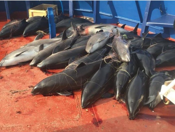 InfoKatsaros's tweet photo. Pervers: In den Gewässern (Schwarzes Meer) der ökonomischen Zone der RF (Krim) wurde ein ukr. Kutter festgenommen: in den Netzen 46 tote Delphine. Ziel: Diskriminierung Russlands - tote Delphine am Ufer als Zeichen, dass die Krim-Brücke die Ökologie zerstört https://t.co/sjpakziiCE