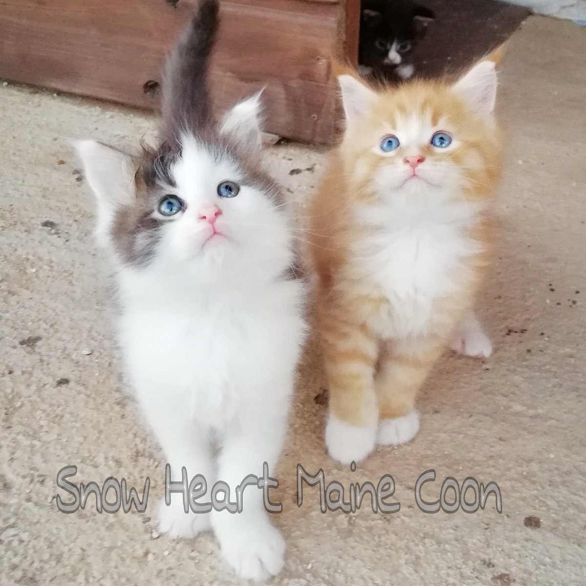 CoonSnow's tweet photo. Ubbe y Sigurd de Snow Heart Maine Coon. Están para comérselos 😍😍😍😍😍😍😍😍😍
.
. 
#mainecoon #kitten #mainecoonvalencia #cute #gatosmainecoon #gatos #cats #catslovers https://t.co/iGUkmZRYHJ