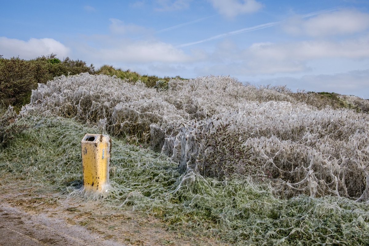 RauwaanZee's tweet photo. Een spookachtige sfeer in de duinen dankzij de #stippelmotten (of #spinselmotten). #IJmuiden #RauwaanZee
Foto: Andries de Groot https://t.co/mEhs6jMrYY