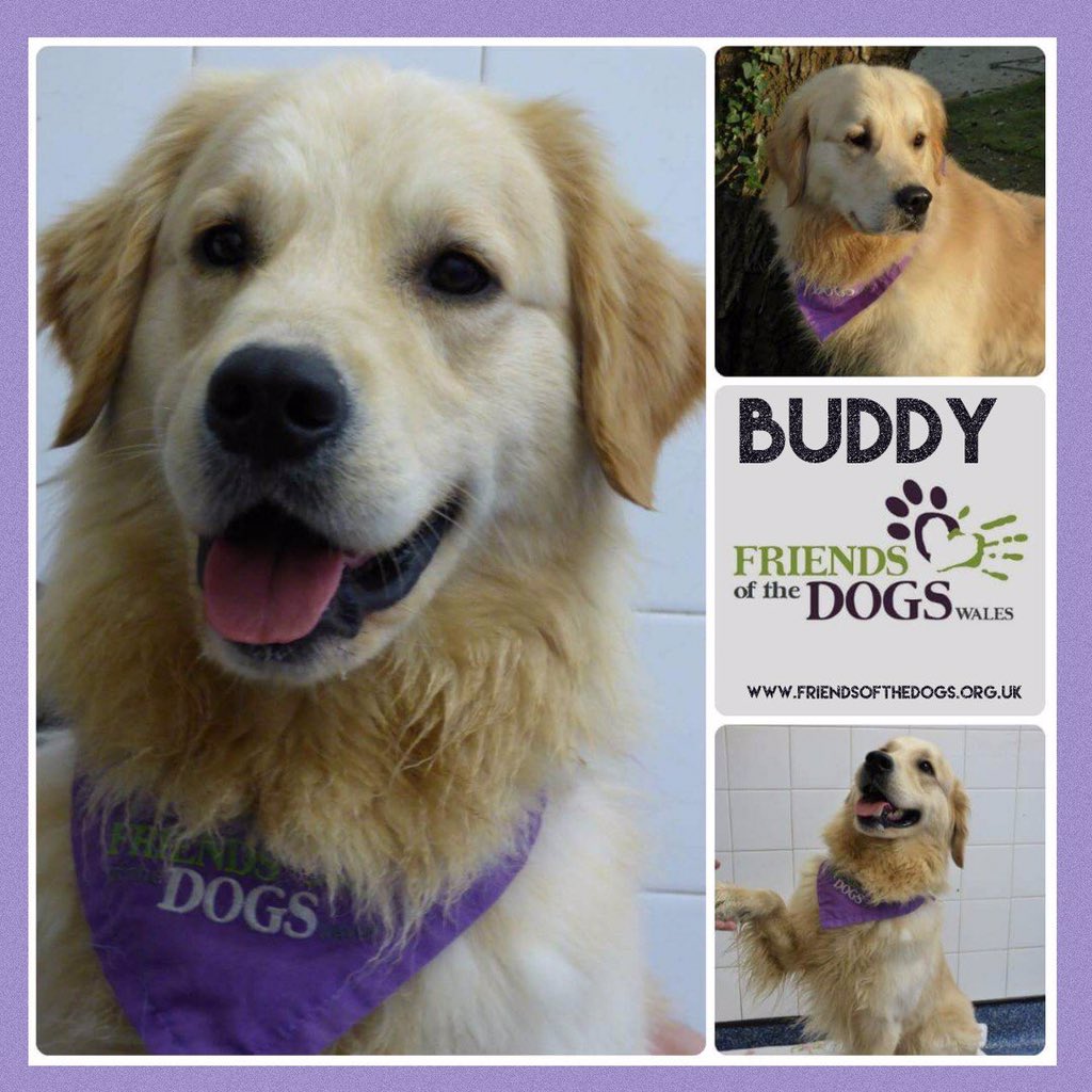 27reasonstorock's tweet photo. Beautiful boy needs a home please help find it with a #RT #BUDDY #rescueoftheday @CardiffDogs #teamzay #CardiffCity #visitwales #cardiffanimfest18 #SouthWales #Itsallaboutthedogs #RugbyWorldCup https://t.co/arb5kJAmif